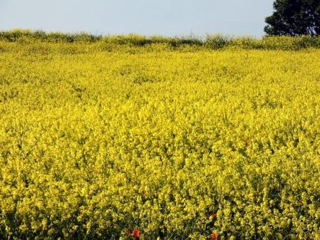 Primavera en el Puig de Torelló.