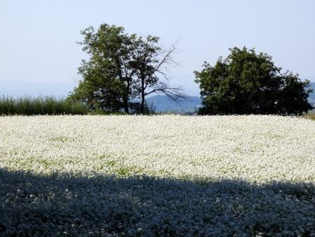 Primavera en el Puig de Torelló.