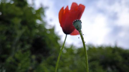 Flores en los alrededores de Santa Pau.