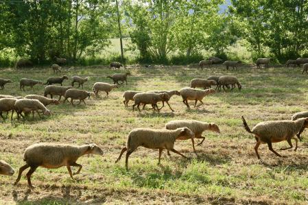 Rebaño pastando en Mont-ras.