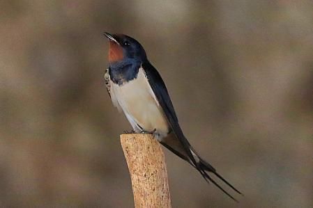 Golondrina posada, en Vilanova de Sau.