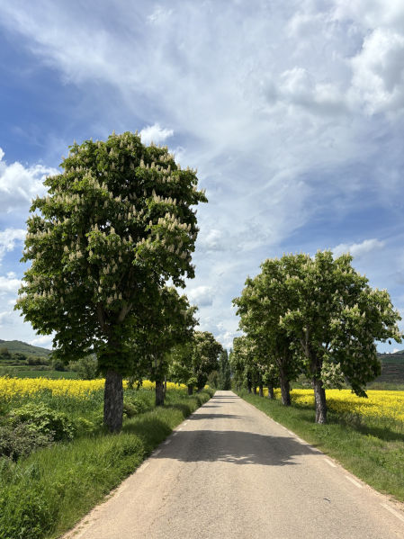 Campos y árboles en tierras burgalesas.