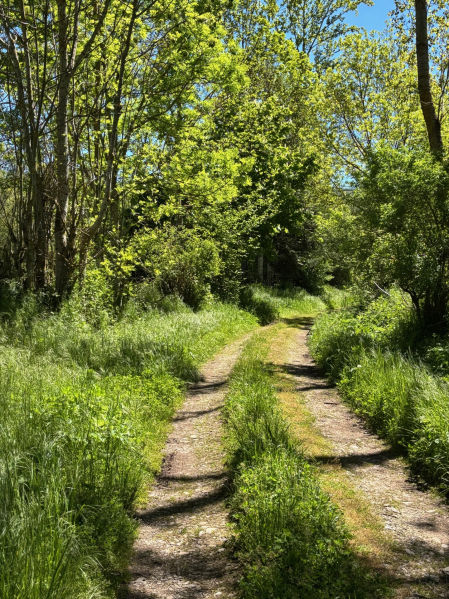 Una de las múltiples sendas de la Sierra.