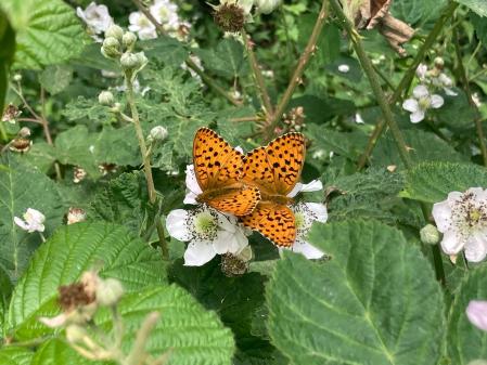 El laurel ('Brenthis daphne') ha sufrido diez extinciones en sus poblaciones locales. Las especies más especialistas han sido las más afectadas por la sequía