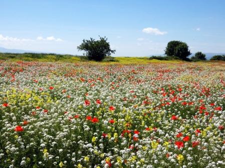 Jardín natural de Torelló.