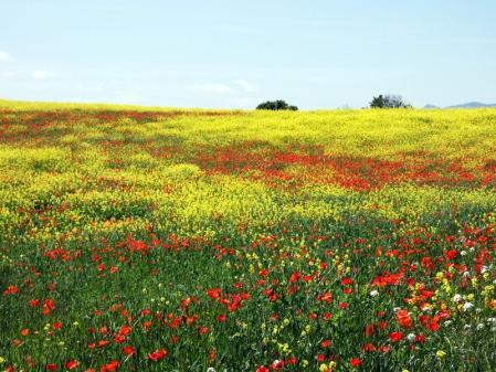 Campo de flores multicolor en Torelló.