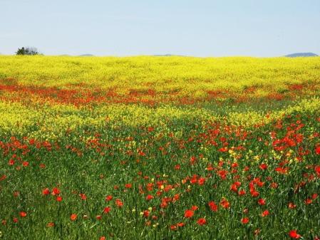 Campo de flores multicolor en Torelló.