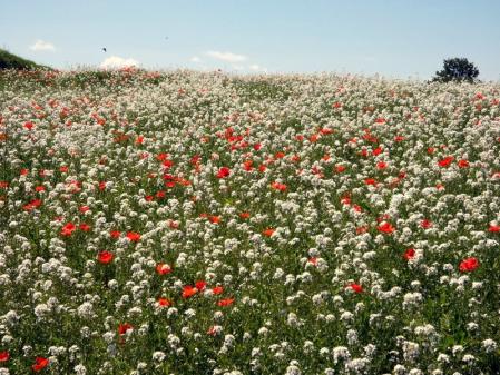 Campo de flores multicolor en Torelló.