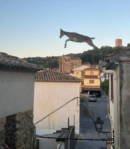 Una cabra salta de un tejado a otro