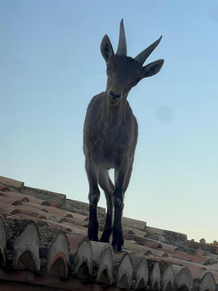 Cabra mirando a cámara desde lo alto de un tejado