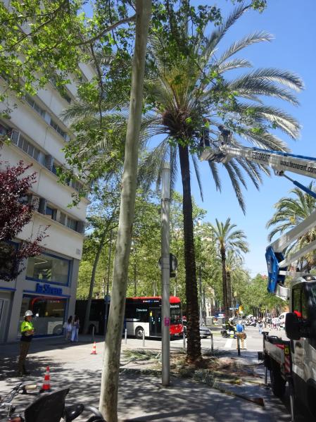 La palmera casi saneada.