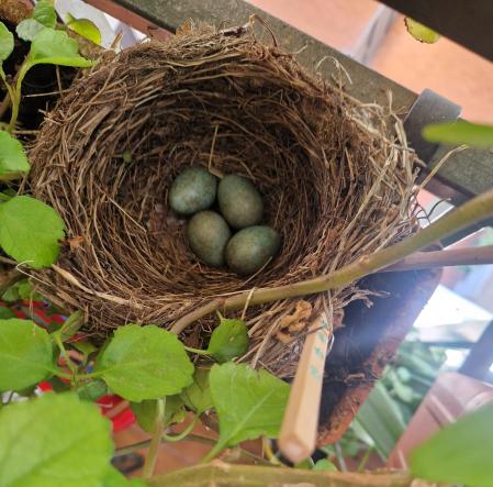 Un nido de mirlos, en un balcón del centro de Madrid