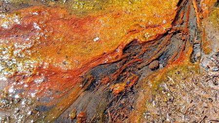 Su color anaranjado destaca en demasía.