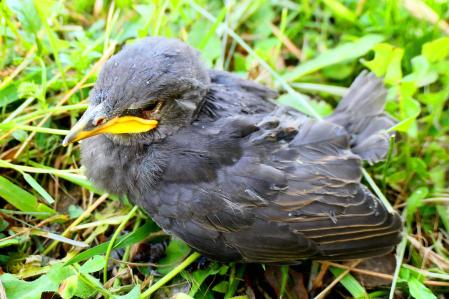 Cría de tordo caída de un nido, en los jardines de las clarisas de Vilobí d'Onyar.