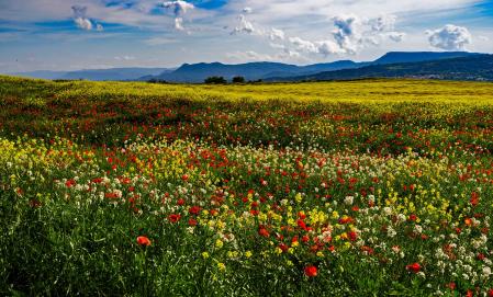 Campo florecido en primavera en Torelló.