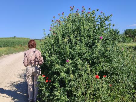 Cardos de más de 3 metros de altura.