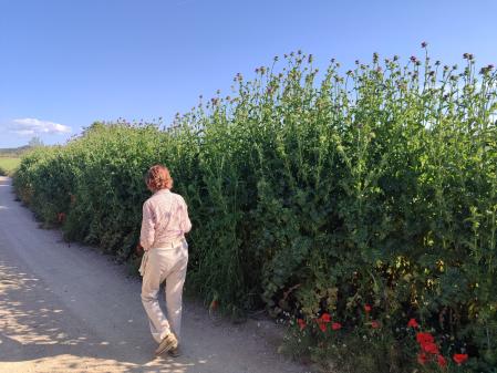 Cardos de más de 3 metros de altura.