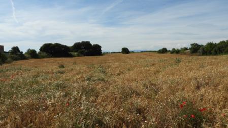 Paisaje de primavera del Urgell.