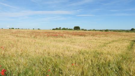 Paisaje de primavera del Urgell.