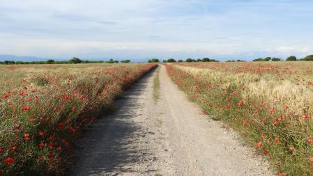 Paisaje de primavera del Urgell.