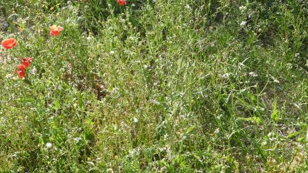 Reto Visual: ¿Localizas a la libélula?