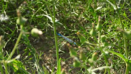 Así es la libélula que estamos buscando.