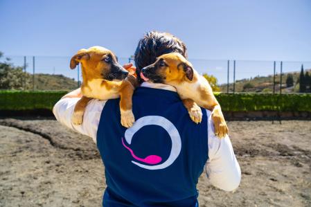 La UE solo prohíben la clonación para uso alimenticio.