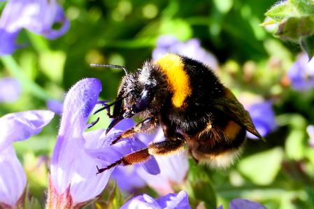 Abeja alimentándose del néctar que produce la planta.