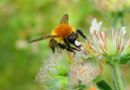 Las flores pueden identificar a los polinizadores.