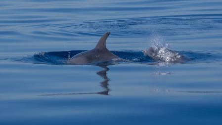 Delfín avistado cerca de las islas Medes.