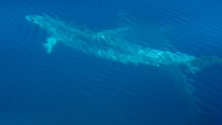 Delfín avistado cerca de las islas Medes.