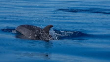 Delfín avistado cerca de las islas Medes.