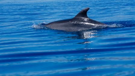 Delfín avistado cerca de las islas Medes.