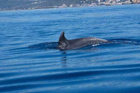 Delfín avistado cerca de las islas Medes.