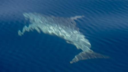 Delfín avistado cerca de las islas Medes.