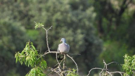 La paloma torcaz que buscamos, en detalle.