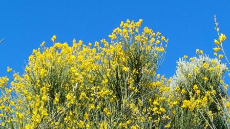 Retama en los alrededores de Terrassa.