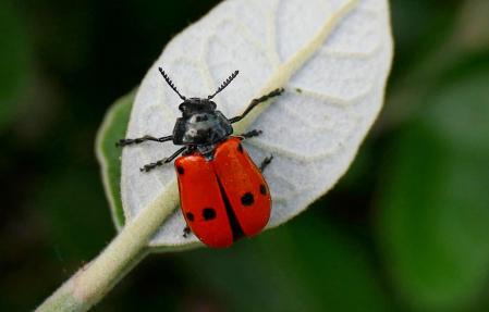 Escarabajo de cuatro puntos.