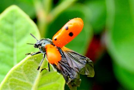 Escarabajo de cuatro puntos.