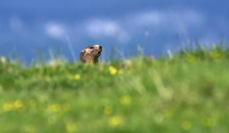 Así asoma la cabeza la marmota, en la Tossa d'Alp, Cerdanya.