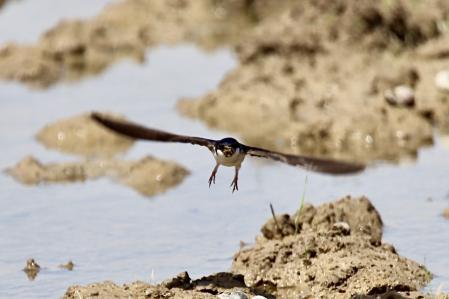 La golondrina recoge barro para su nido, en Deltebre.