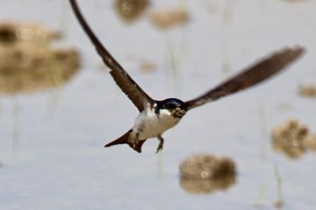 La golondrina recoge barro para su nido, en Deltebre.