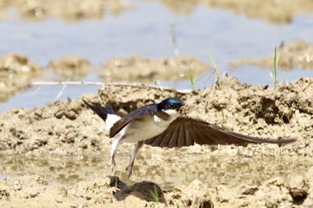La golondrina recoge barro para su nido, en Deltebre.