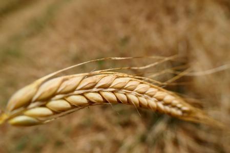Campo de avena en Vilobí d'Onyar