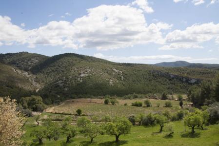 Viñedos en pleno macizo calcáreo del Garraf 