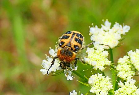 Escarabajo abeja, posado en las flores, en Vilobí d'Onyar.