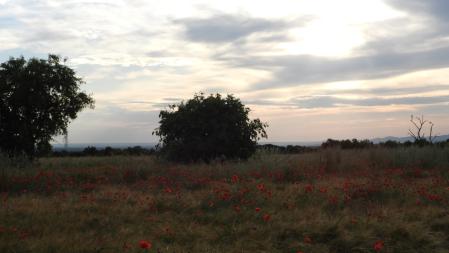 Reto visual: ¿Dónde están los abejarucos?