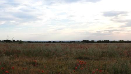 Reto visual: ¿En qué lugar de la imagen están los dos abejarucos?