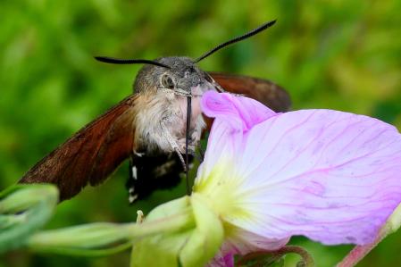 Esfinge colibrí con la espiritrompa atrapada.