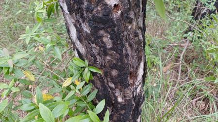 Corteza de pino quemada en el incendio de 2003.